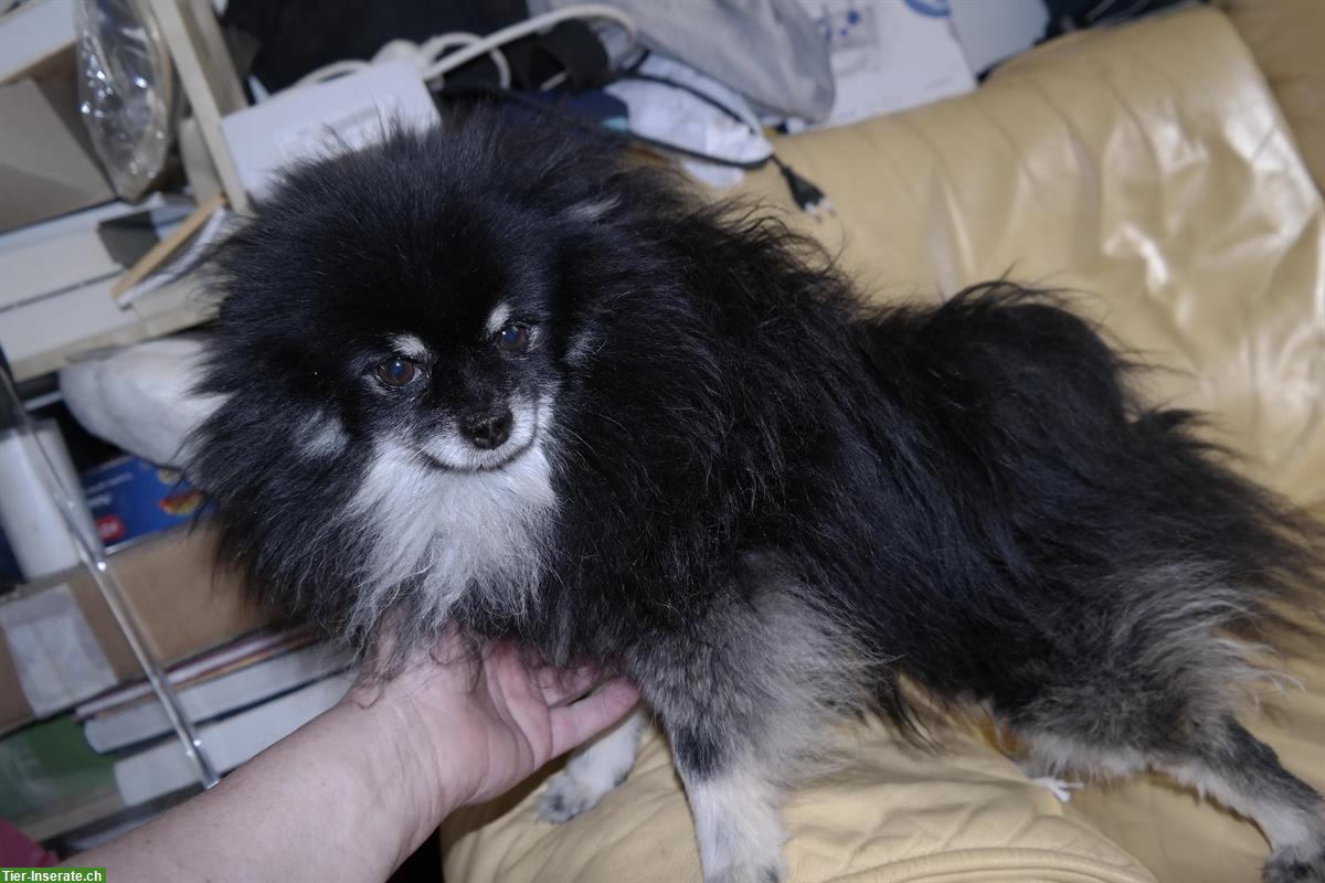Bild 9: Pomeranian Welpen zur Adoption