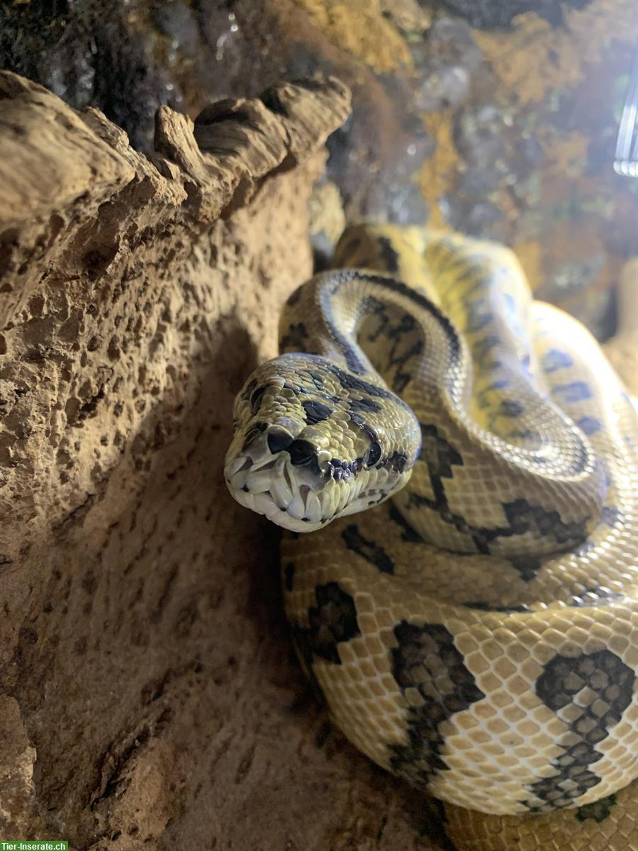 Verkaufe Morelia Spilota, Rautenpython, auch mit Terrarium