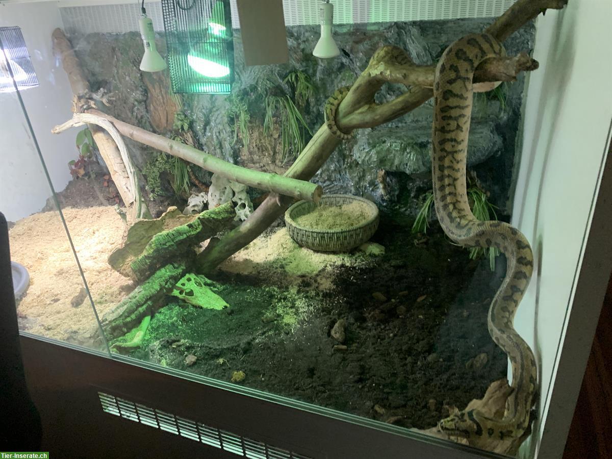 Bild 2: Verkaufe Morelia Spilota, Rautenpython, auch mit Terrarium
