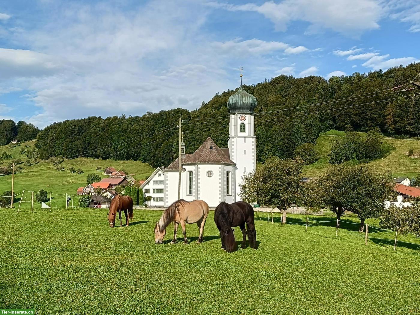 Bild 9: Platz frei ab Frühling in Gruppenstall in Grub SG