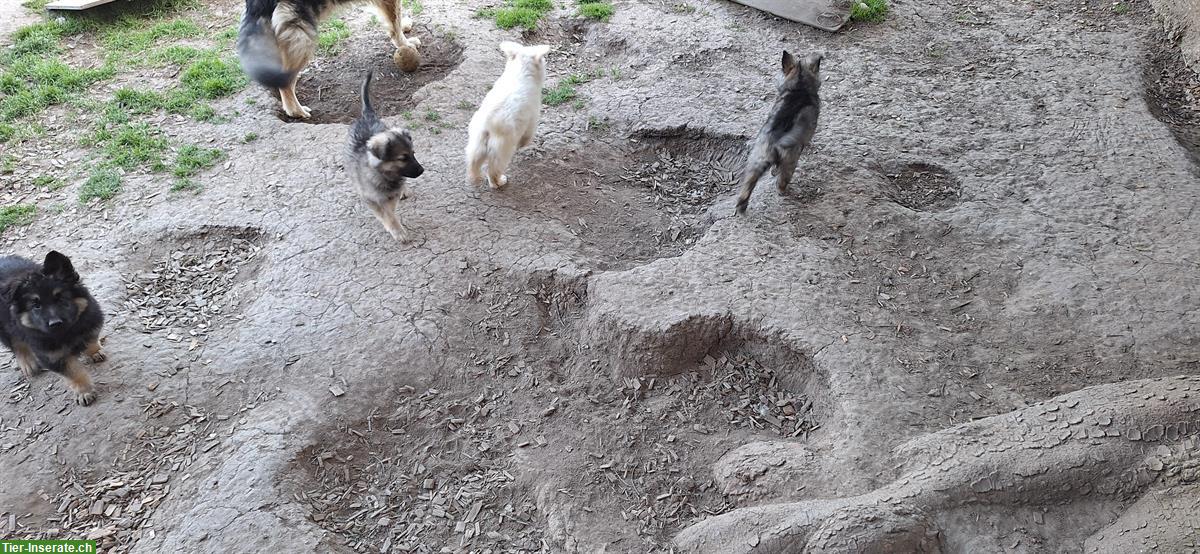 Altdeutsche Schäferhund Welpen suchen Ihre Herzensplätze