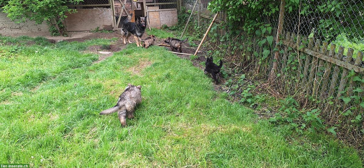 Bild 3: Altdeutsche Schäferhund Welpen suchen Ihre Herzensplätze