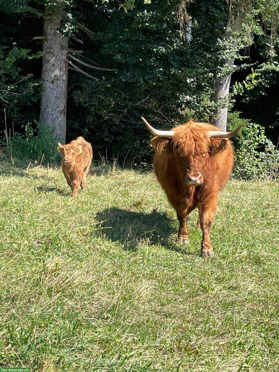 Bild 4: Schottische Hochlandrinder Herde zu verkaufen