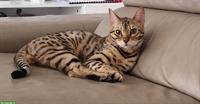 Bengal Deckkater mit Stammbaum