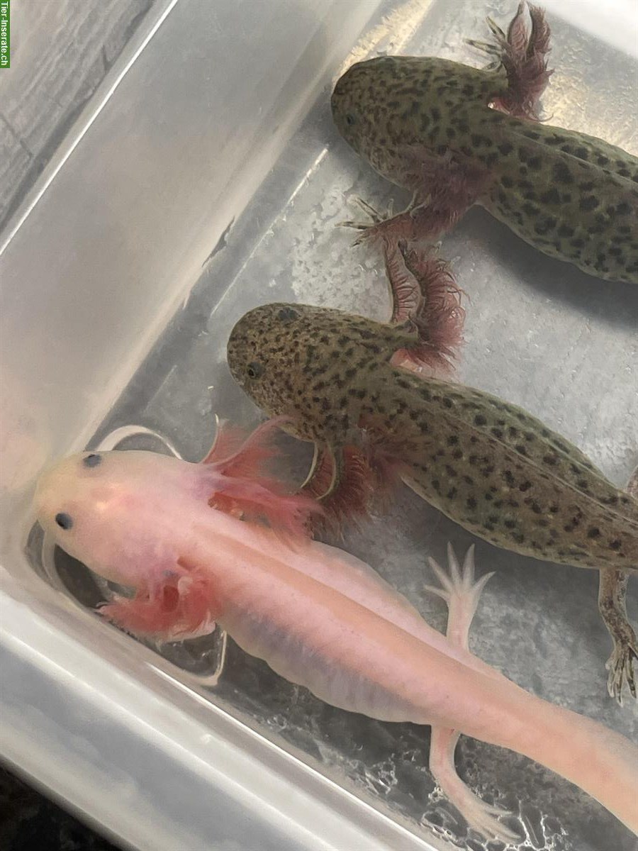 Junge Axolotl suchen neues Zuhause