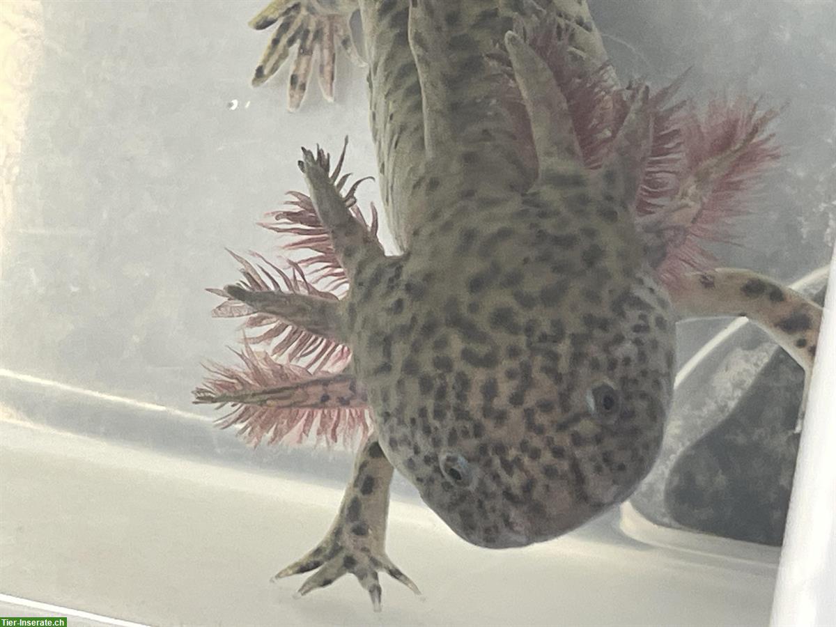 Bild 2: Junge Axolotl suchen neues Zuhause