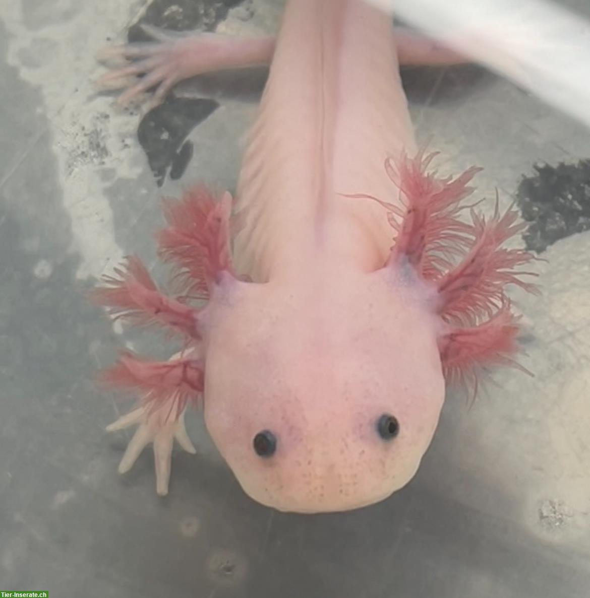 Bild 3: Junge Axolotl suchen neues Zuhause