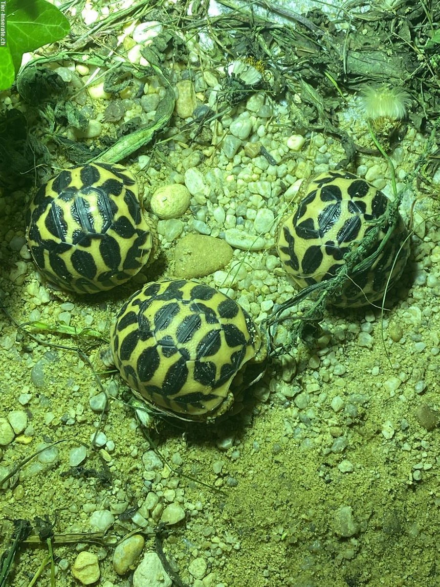 Bild 3: Geochelone elegans Nachzucht
