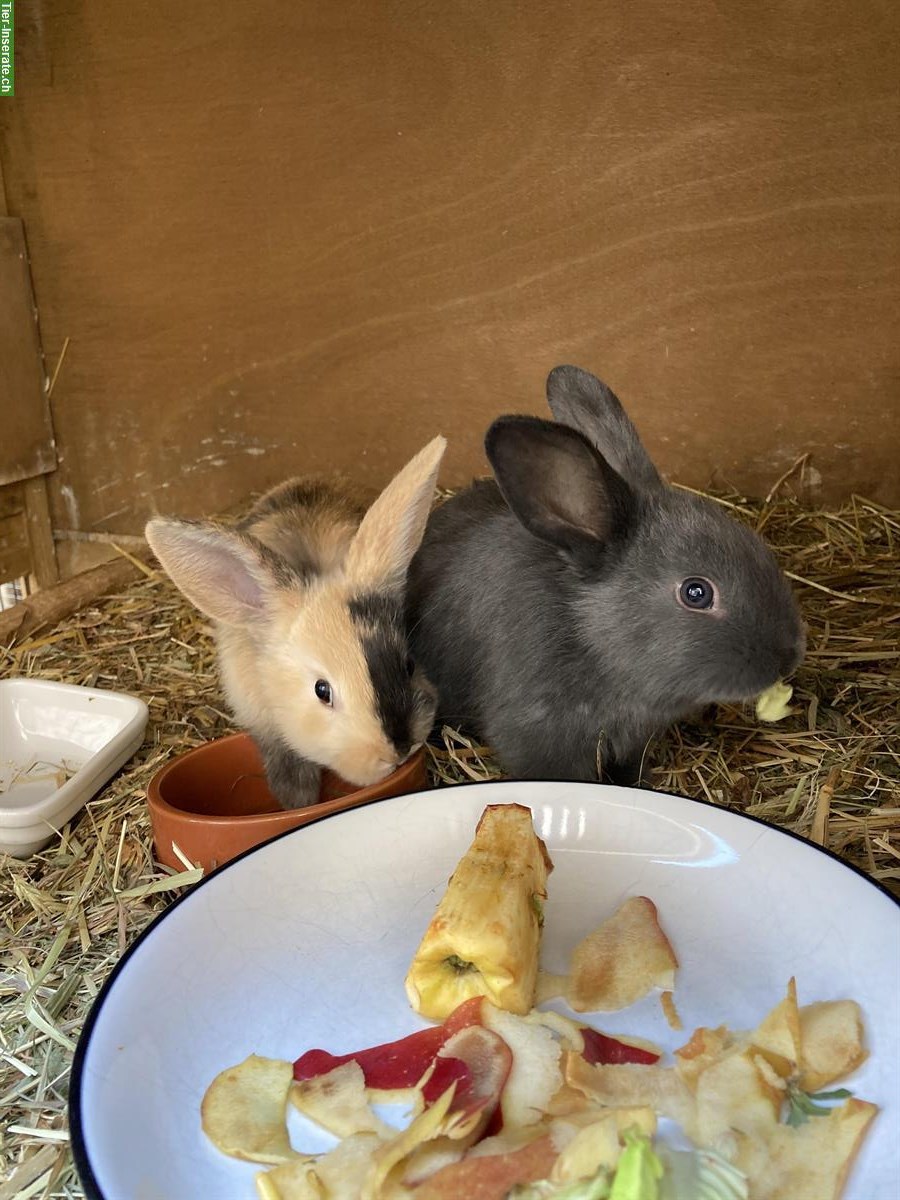 Bild 3: Löwenköpfchen/Zwergwidderli sucht noch ein Plätzli