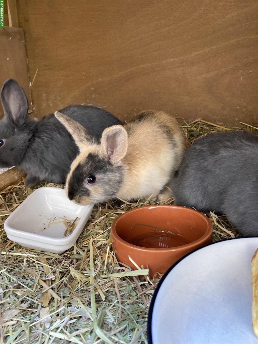 Bild 4: Löwenköpfchen/Zwergwidderli sucht noch ein Plätzli