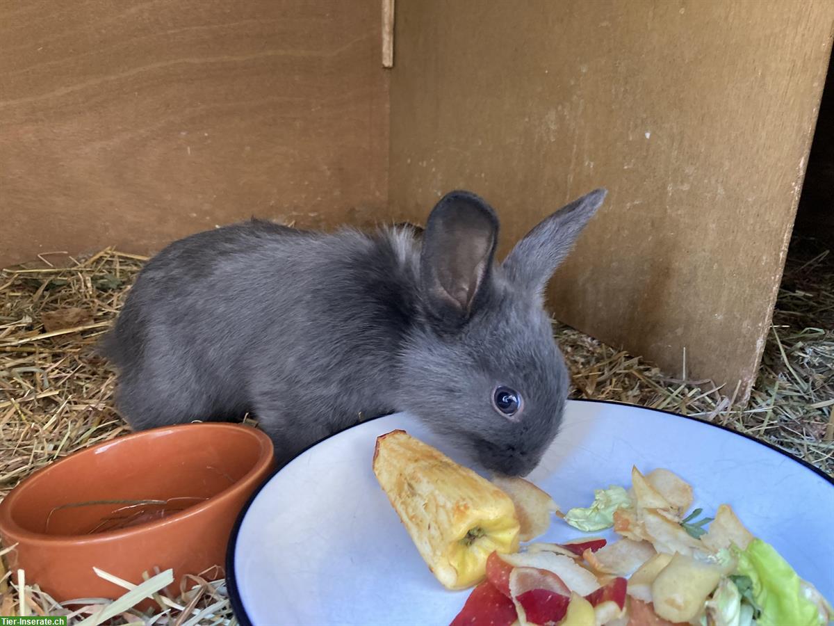 Bild 5: Löwenköpfchen/Zwergwidderli sucht noch ein Plätzli