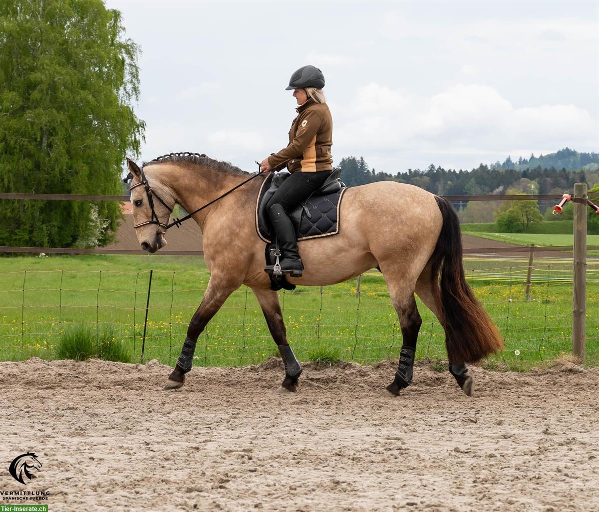 Excellenter Lusitano Wallach im Angebot!