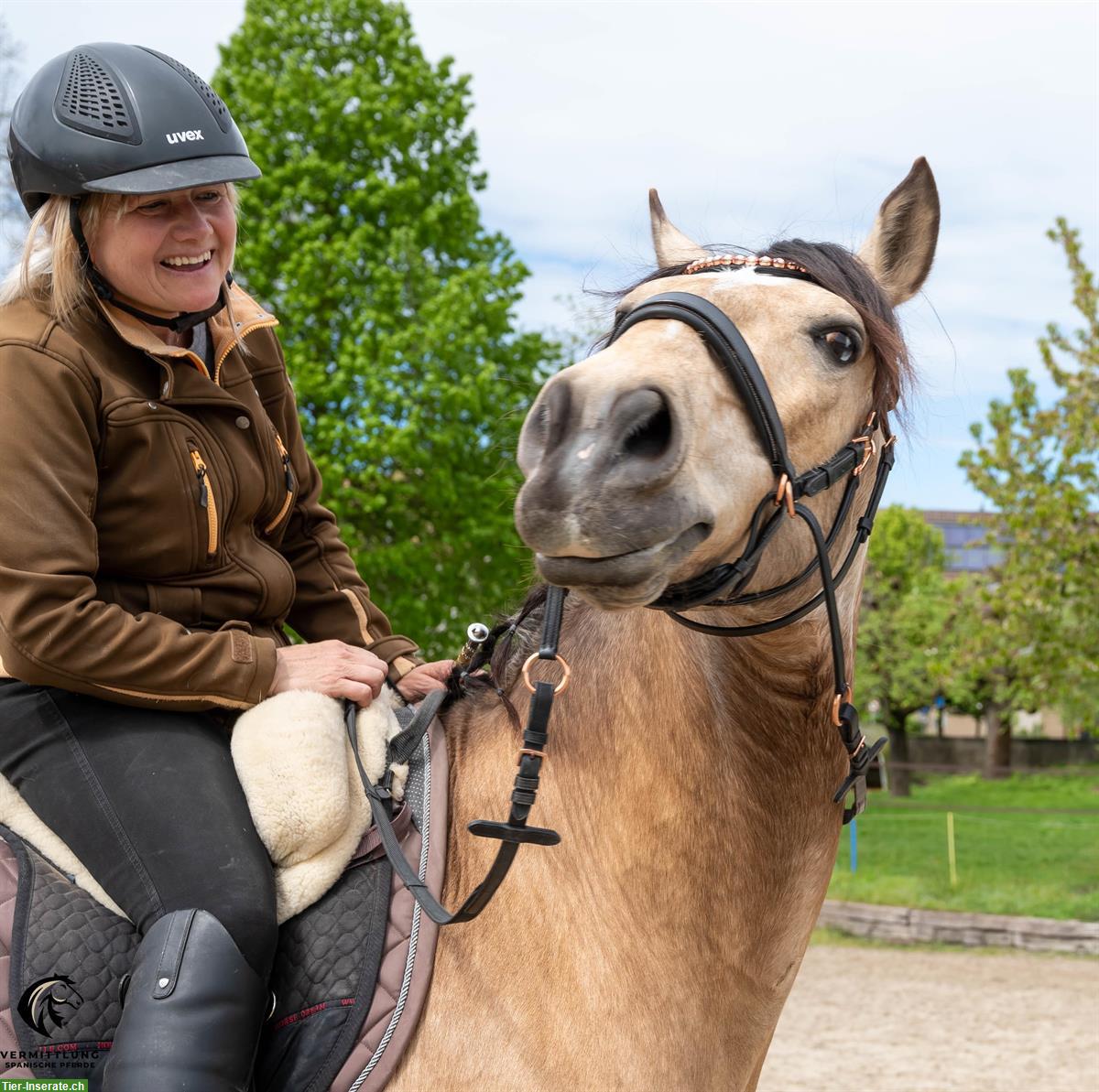 Bild 10: Excellenter Lusitano Wallach im Angebot!