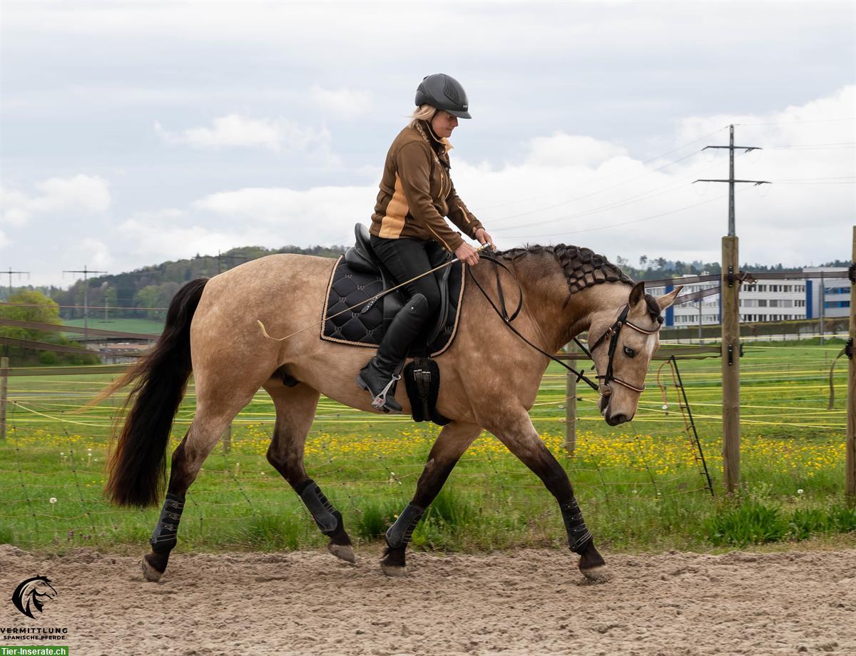 Bild 3: Excellenter Lusitano Wallach im Angebot!
