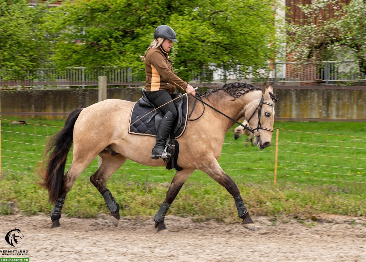 Bild 4: Excellenter Lusitano Wallach im Angebot!
