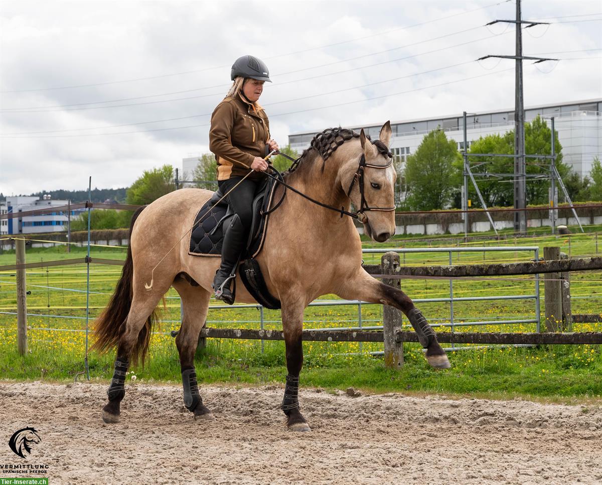 Bild 5: Excellenter Lusitano Wallach im Angebot!