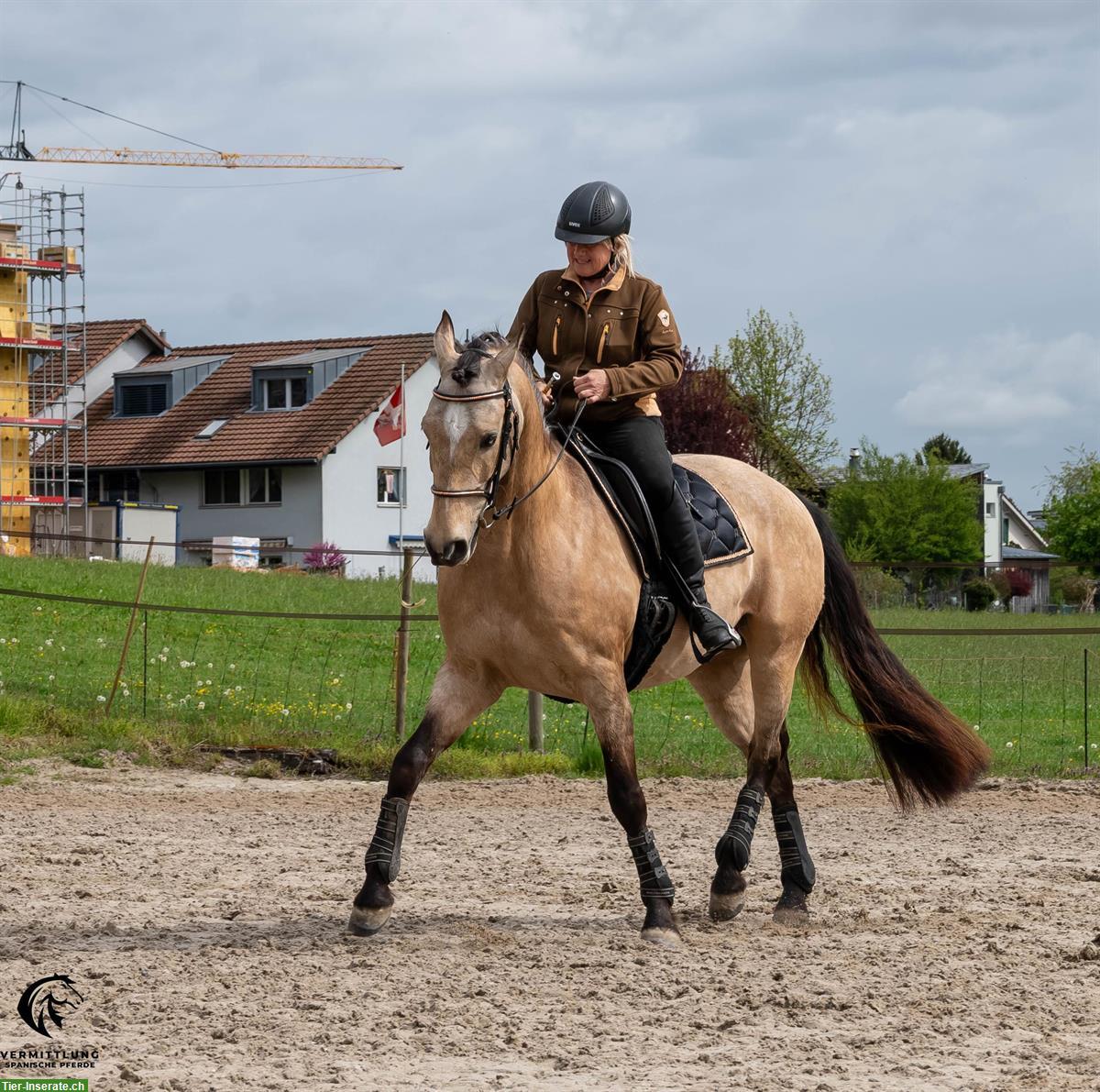 Bild 6: Excellenter Lusitano Wallach im Angebot!