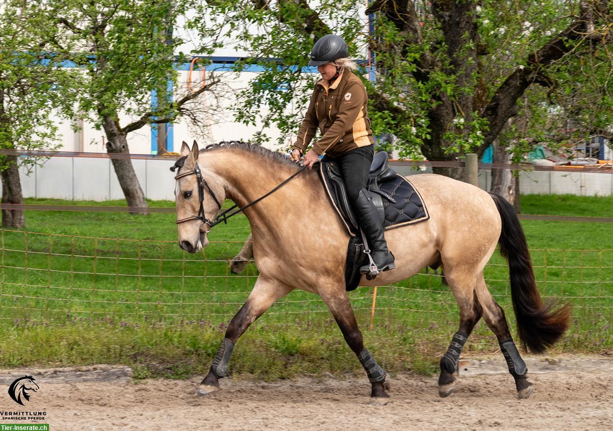 Bild 7: Excellenter Lusitano Wallach im Angebot!
