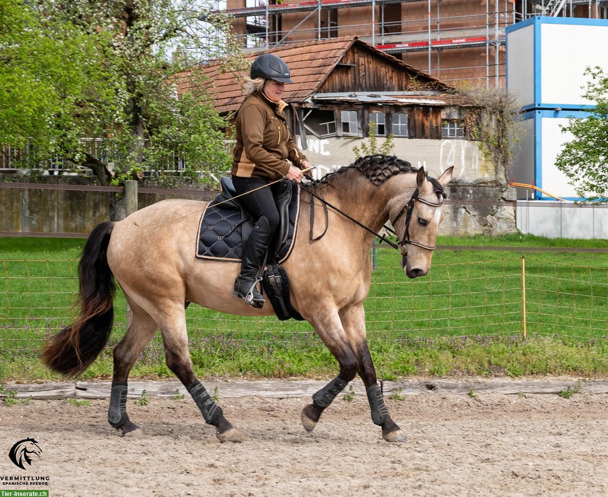 Bild 8: Excellenter Lusitano Wallach im Angebot!