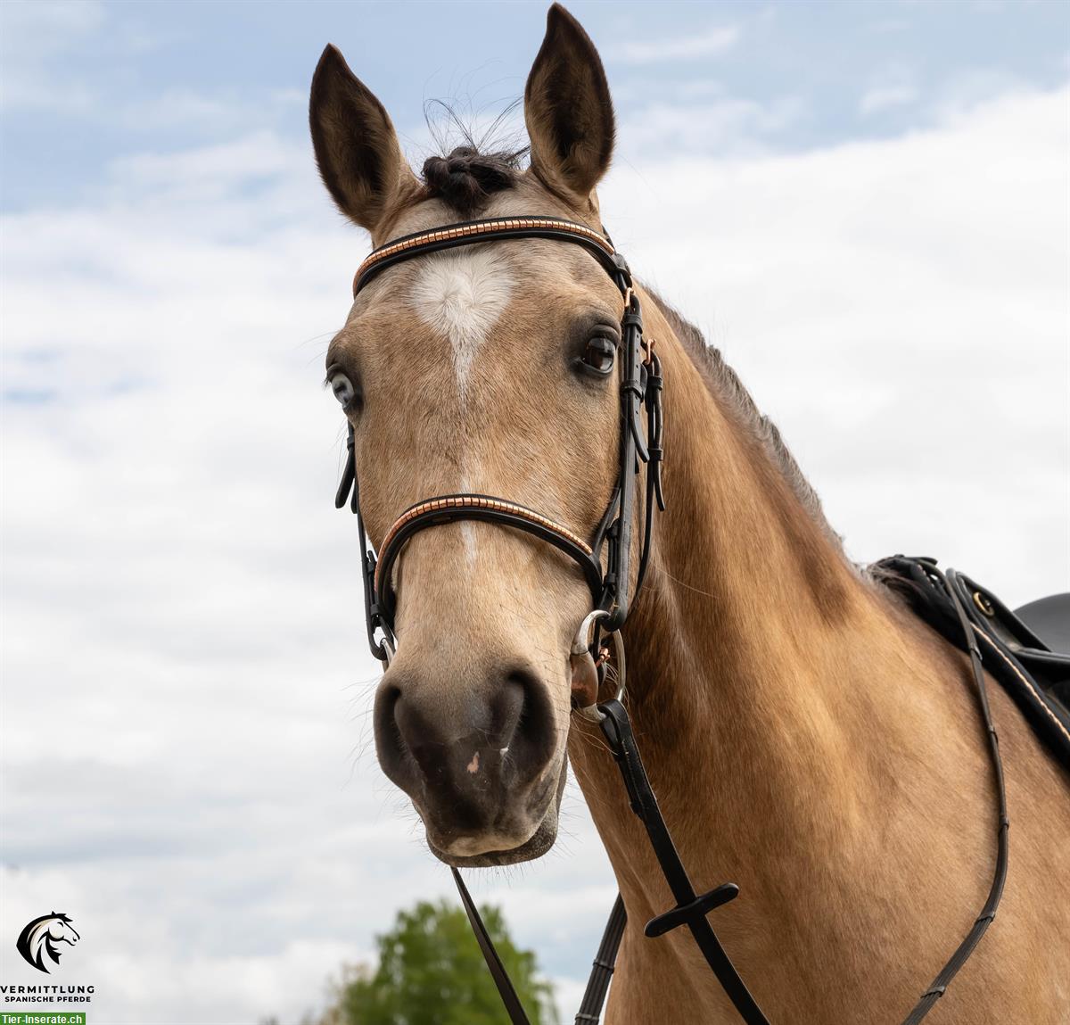 Bild 9: Excellenter Lusitano Wallach im Angebot!