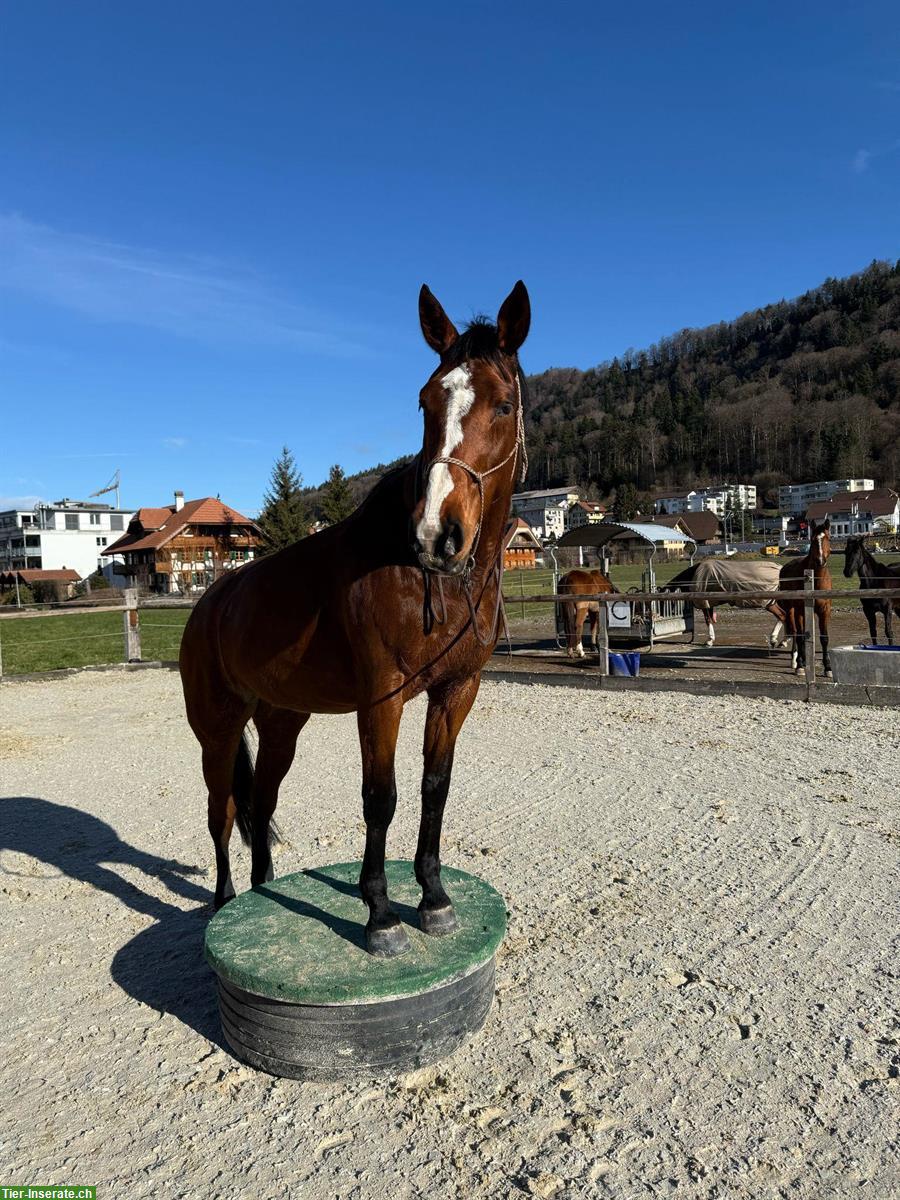 Bild 3: Top Freizeitpferd sucht Herzensmensch
