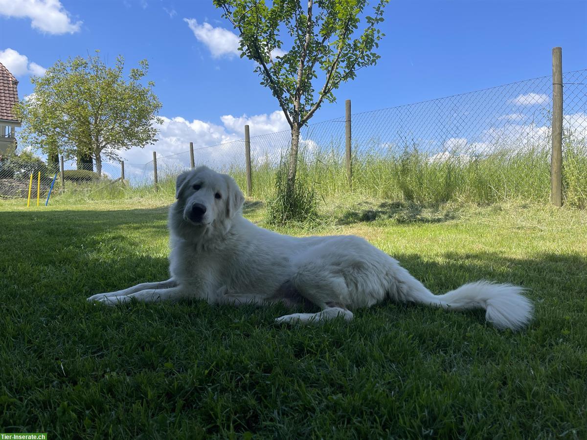 Bild 8: Maremmano-Abruzzese Welpen, familiennah + liebevoll aufgezogen
