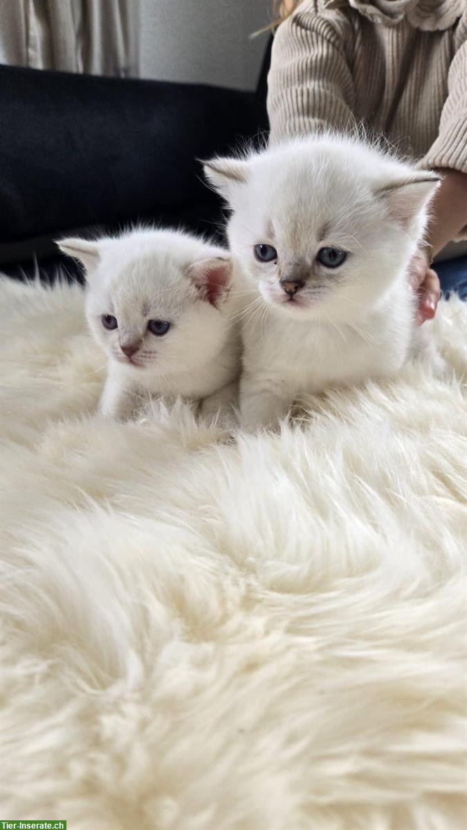 Bild 3: Reinrassige BKH Kitten Colorpoint
