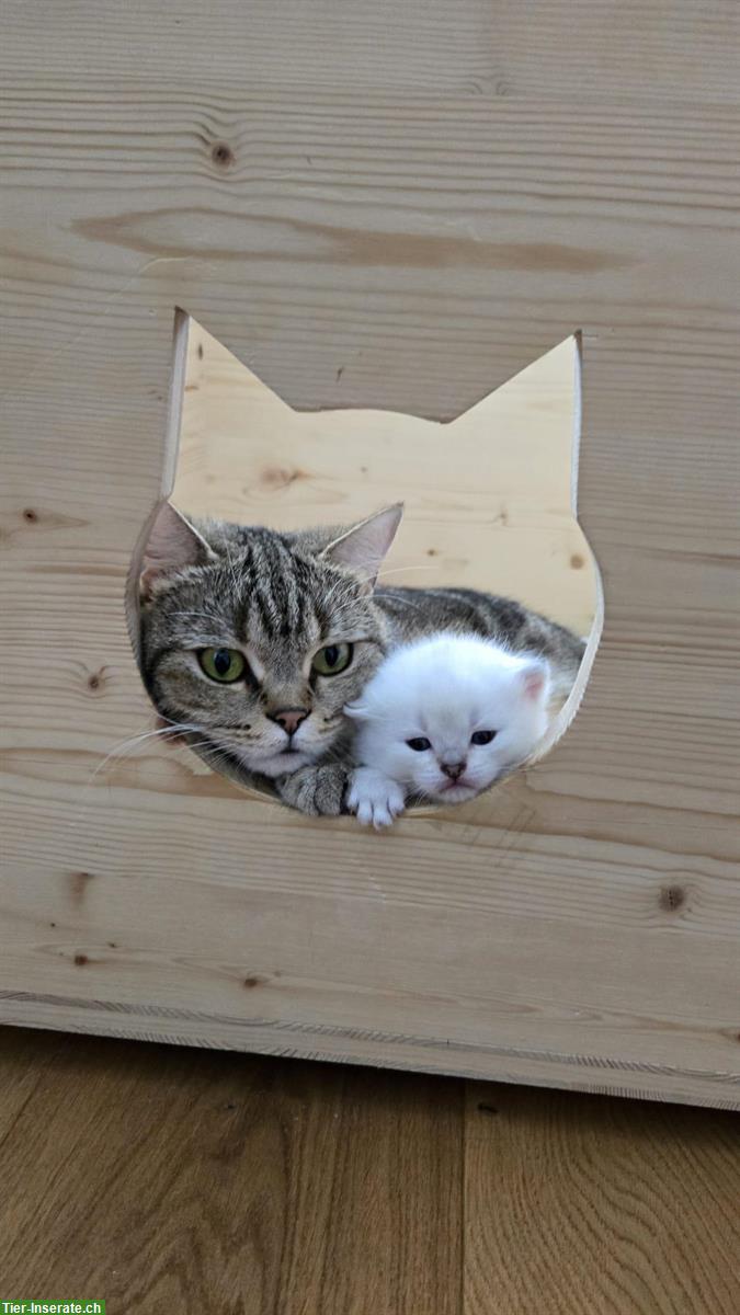 Bild 4: Reinrassige BKH Kitten Colorpoint