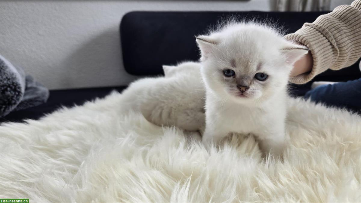 Bild 5: Reinrassige BKH Kitten Colorpoint