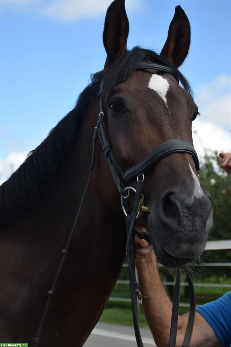 Warmblut Stute | Sportpferd - Springen