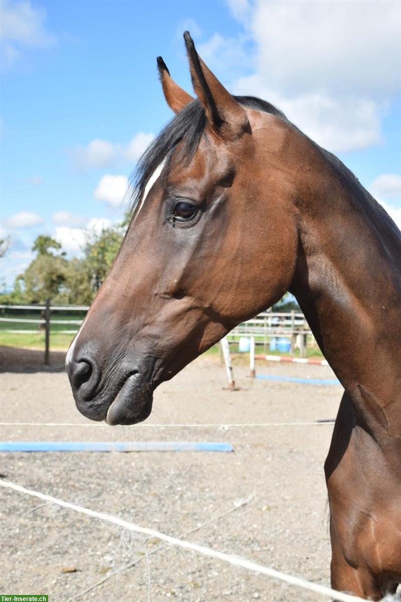 Bild 2: Warmblut Stute | Sportpferd - Springen