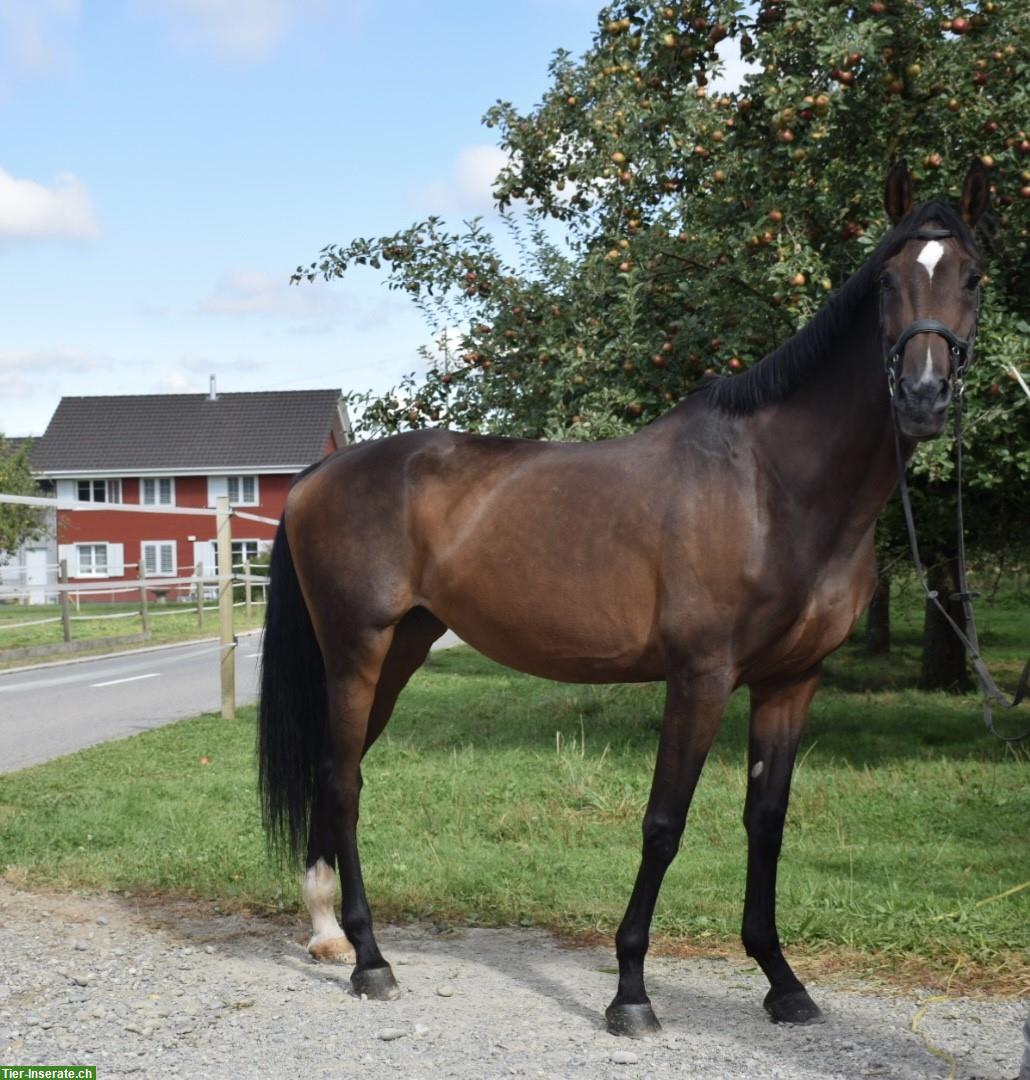 Bild 3: Warmblut Stute | Sportpferd - Springen