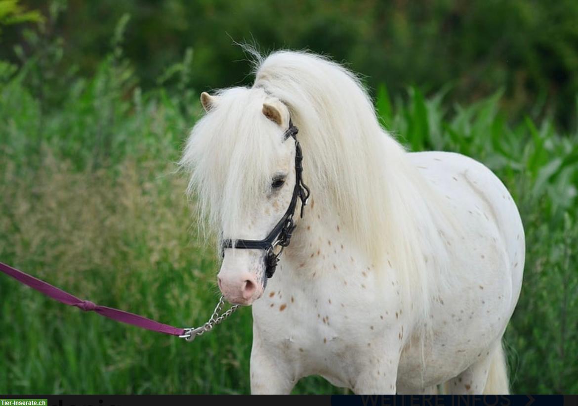 Reitbeteiligung gesucht für Pony Wallach in Merenschwand AG