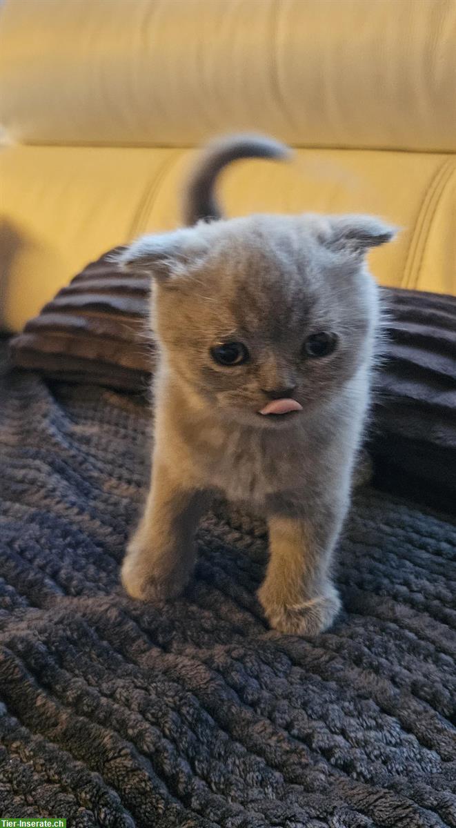 Bild 2: BKH Kitten in Blue Tabby und Blue