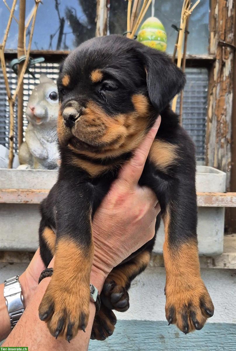Bild 4: Rottweiler Welpen abzugeben aus erstklassiger Zucht