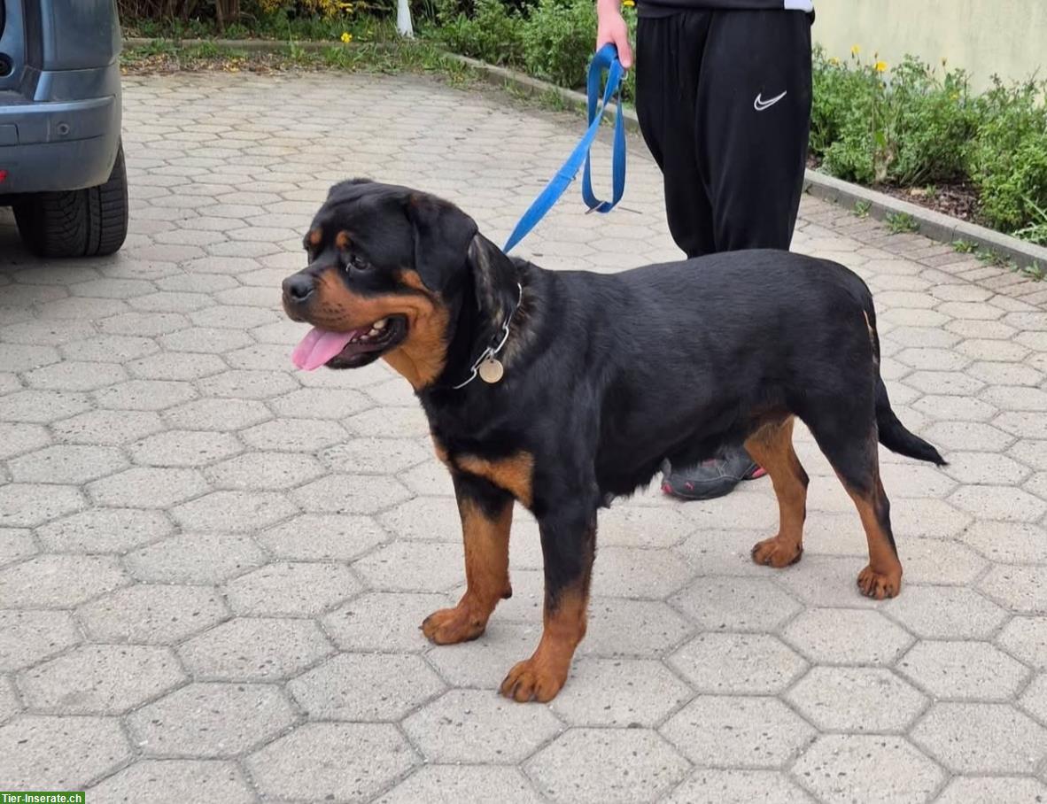 Bild 5: Rottweiler Welpen abzugeben aus erstklassiger Zucht