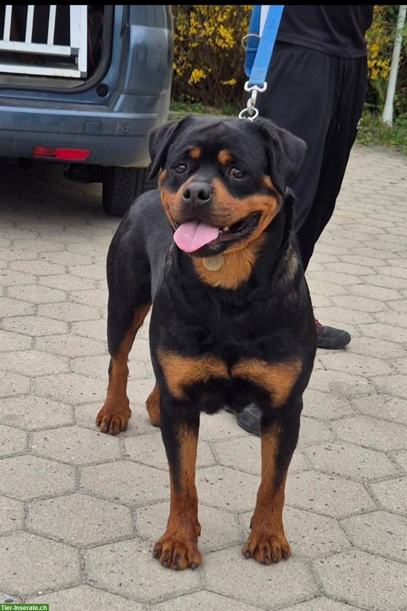 Bild 6: Rottweiler Welpen abzugeben aus erstklassiger Zucht