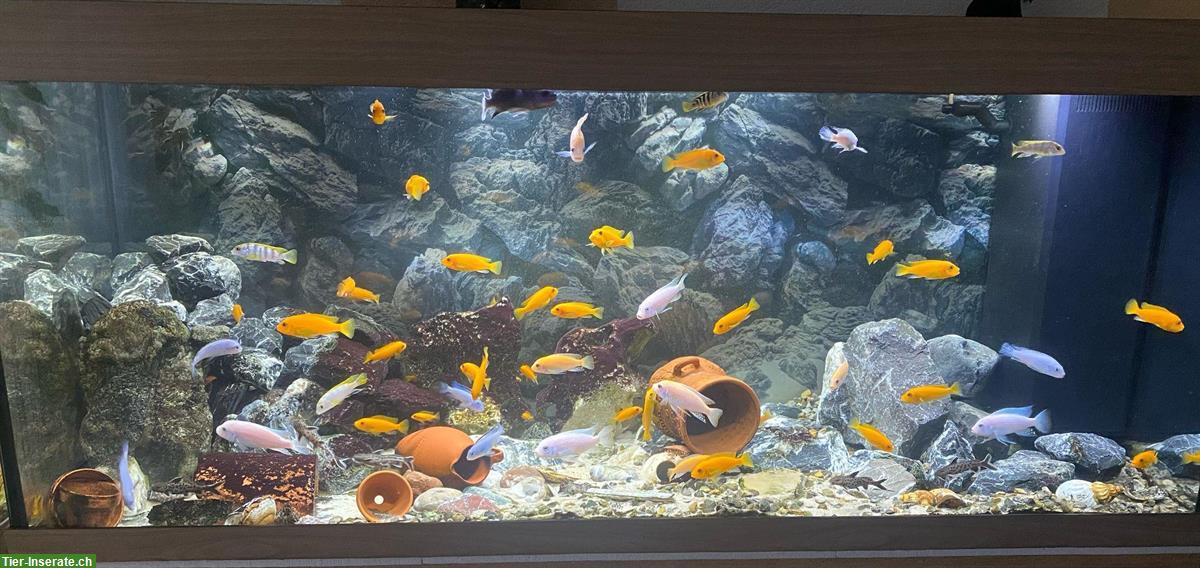 Bild 2: Juwel Aquarium Rio 450l mit LED Beleuchtung + Fische