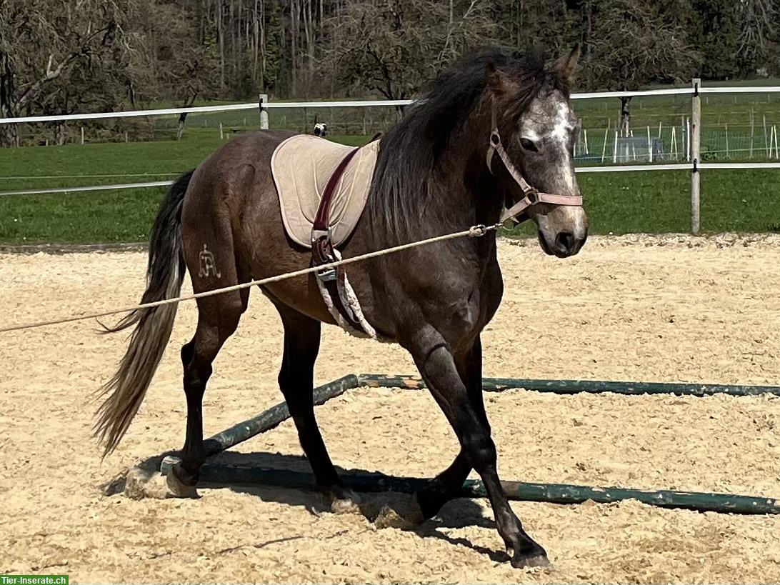 Bild 7: Lusitano Wallach - wendig wie der Wind