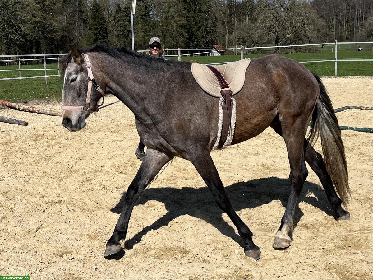 Bild 8: Lusitano Wallach - wendig wie der Wind