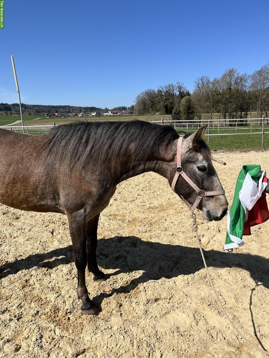 Bild 9: Lusitano Wallach - wendig wie der Wind