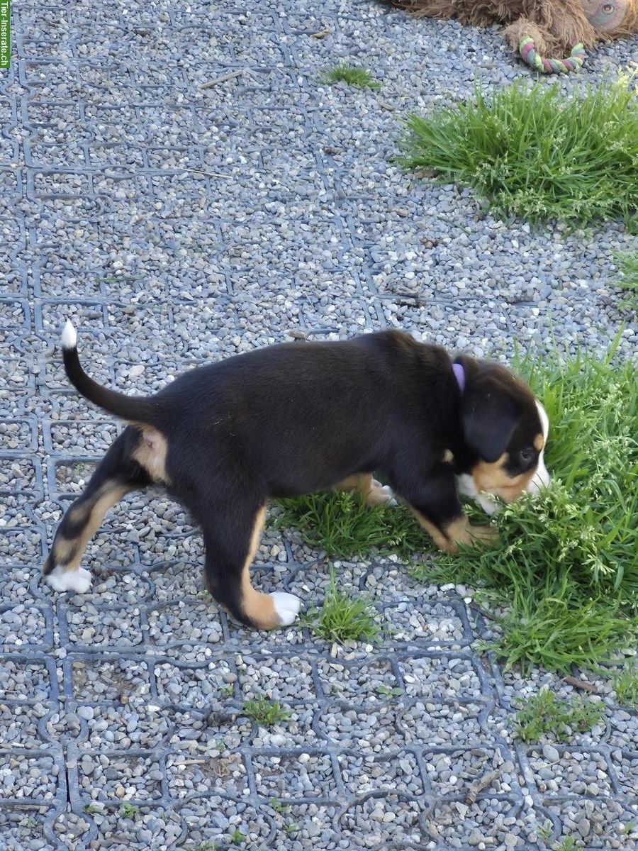 Bild 3: Grosse Schweizer Sennenhund Welpen