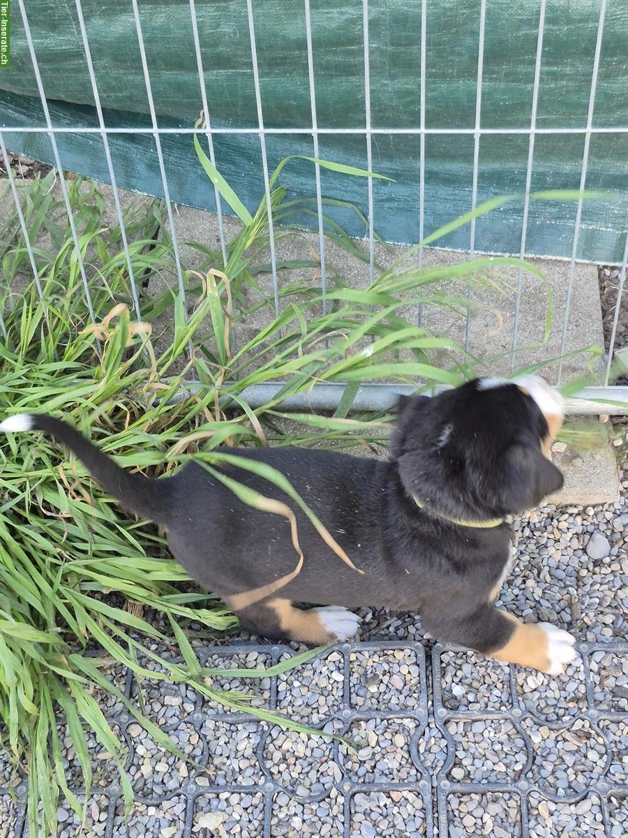 Bild 4: Grosse Schweizer Sennenhund Welpen