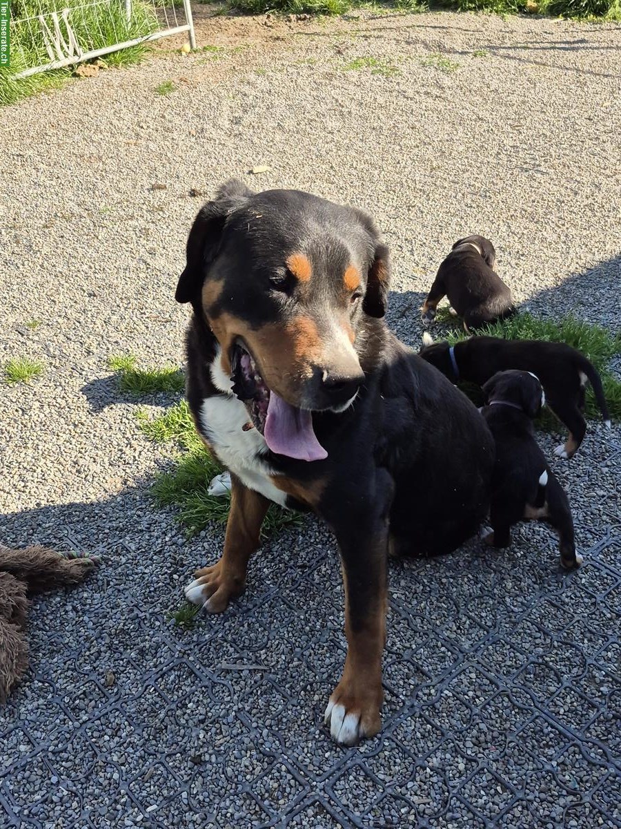 Bild 5: Grosse Schweizer Sennenhund Welpen