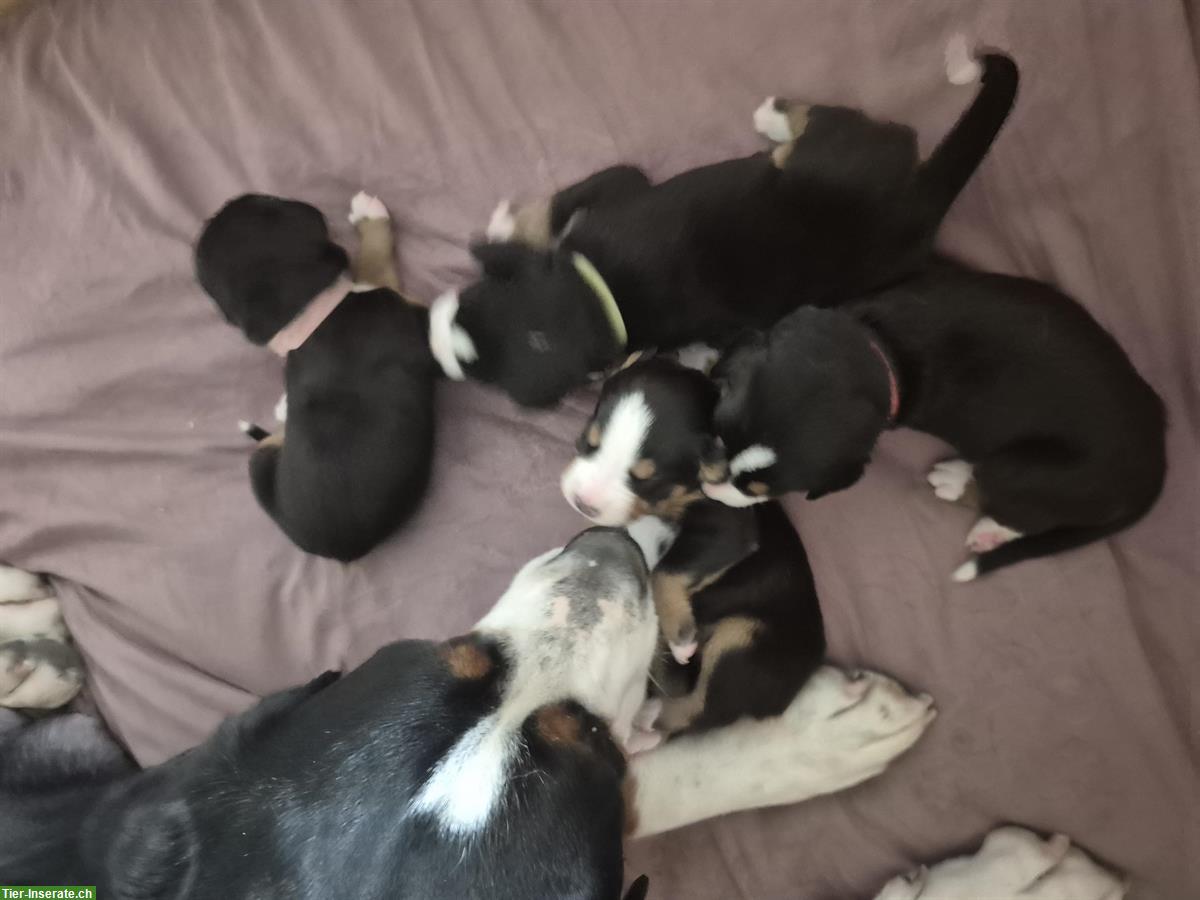 Bild 6: Grosse Schweizer Sennenhund Welpen