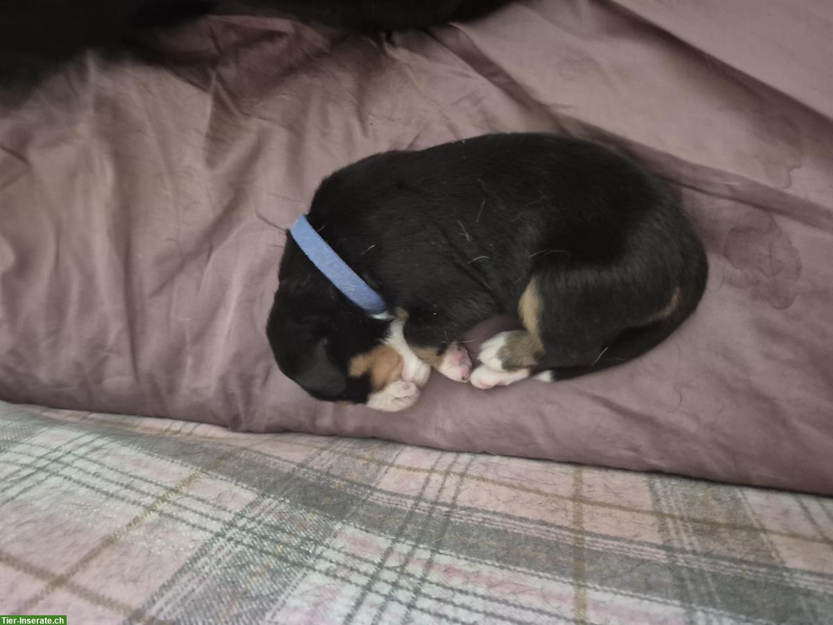 Bild 7: Grosse Schweizer Sennenhund Welpen