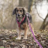 Lisa, tolle Hündin, Spaniel mix, kastriert vom Tierschutz