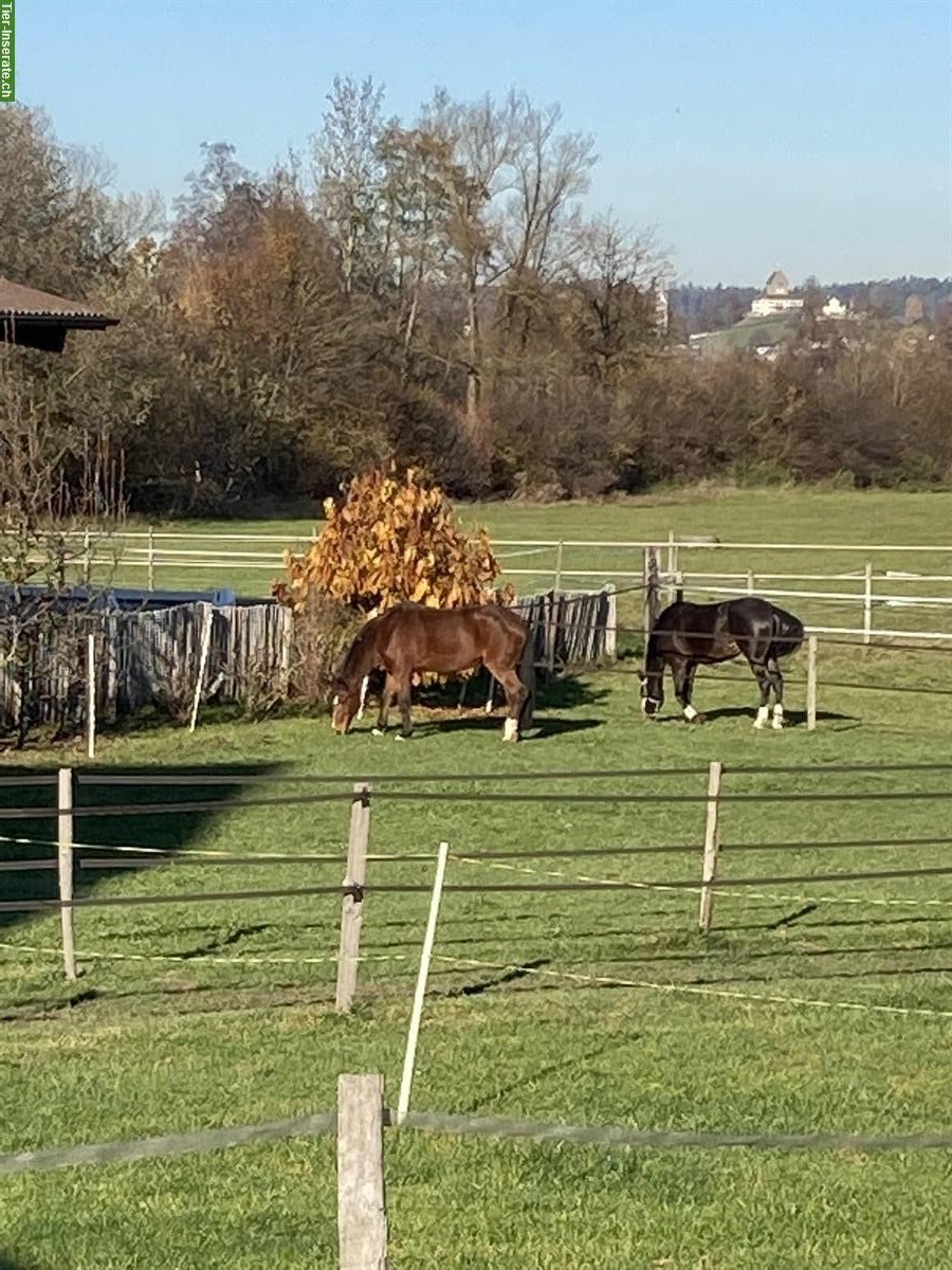 Bild 5: Auslaufboxen in Privatstall am Greifensee