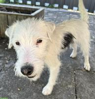 Parson Russell Terrier Junghunde
