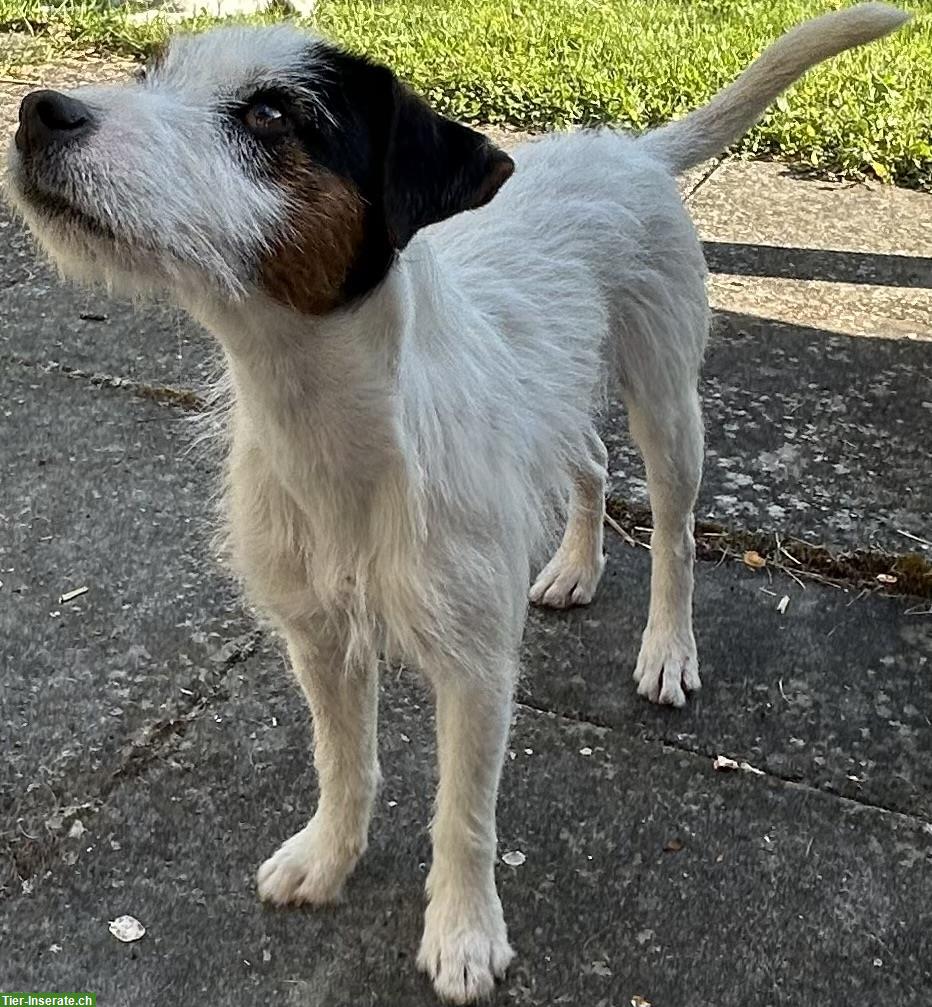 Bild 2: Parson Russell Terrier Junghunde